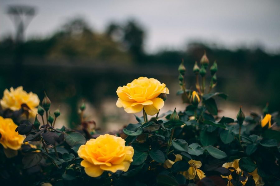 Yellow Rose Bush