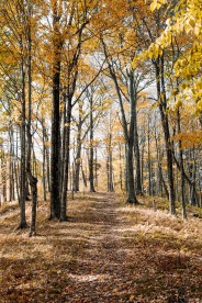 Lost in Life? No, Lost in the Park