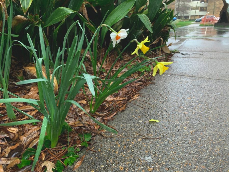 Three flowers wilting in the rain. 