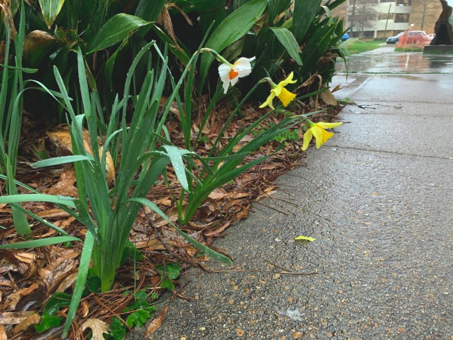 Three+flowers+wilting+in+the+rain.+