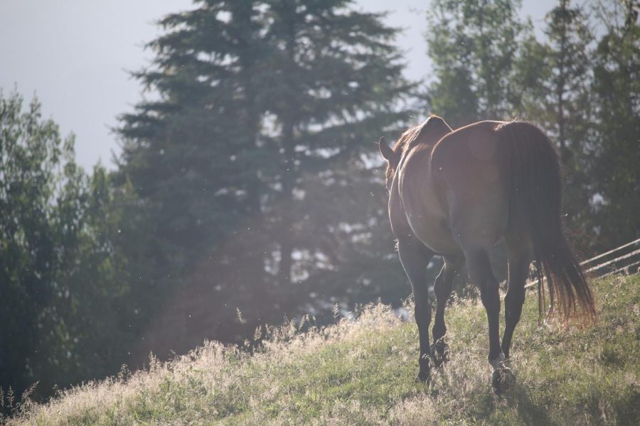 Image from https://pixabay.com/photos/horses-equine-mane-fields-meadows-1150017/.
