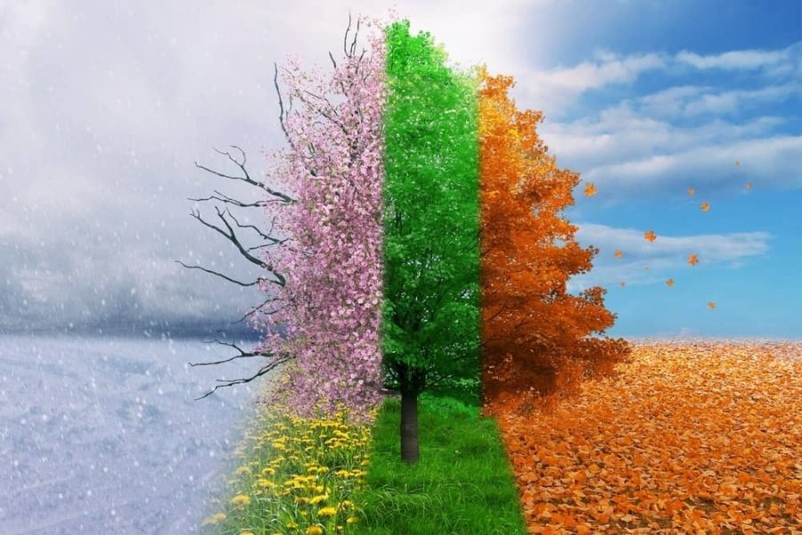A tree representing the four seasons spring, summer, fall, winter.