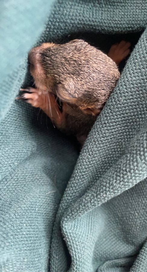 The baby squirrel asleep in his makeshift home.
